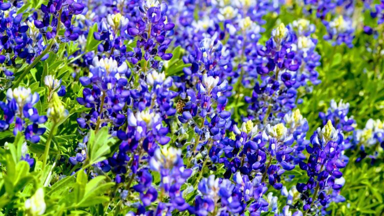 Nighttime Bluebonnets
